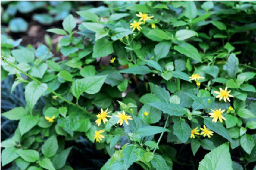 Senecio scandens